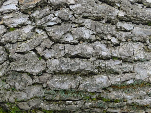 Casca Madeira Cinza Áspera Árvore Pinheiro Velha Perto Textura Horizontal — Fotografia de Stock