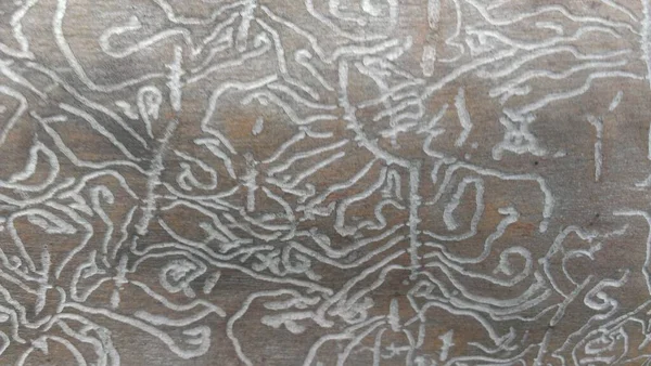 Weiße Holzwurmspuren Auf Braunem Holzstamm Unter Rinde Nahaufnahme Natürliche Zufällige — Stockfoto
