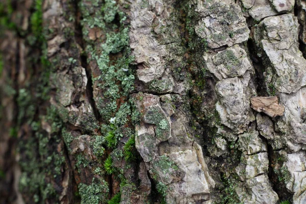 Casca Madeira Marrom Áspera Com Líquen Verde Pinheiros Velhos Perto — Fotografia de Stock