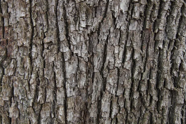 Rough Weathered Casca Madeira Cinza Tronco Árvore Close Textura Fundo — Fotografia de Stock