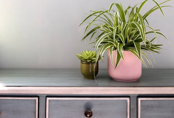 Home plants in colored different pots on green cabinet against pastel green colored wall. Home decor, home design, home decoration, plants banner. Stylish and modern Scandinavian room interior