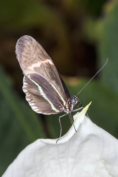 Borboleta Tropical Descansando Uma Planta Paz Mostrando Que Enrolado Até — Fotografia de Stock