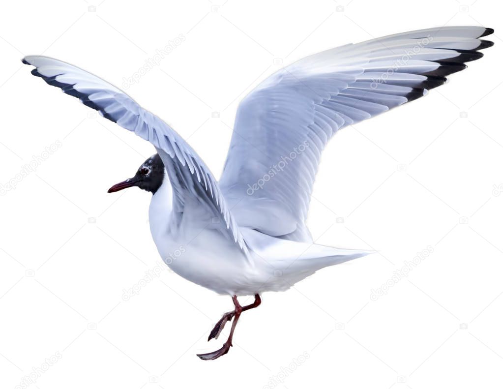 Black headed Gull ( Larus ridibundus) in flight cut out and isolated on a white background