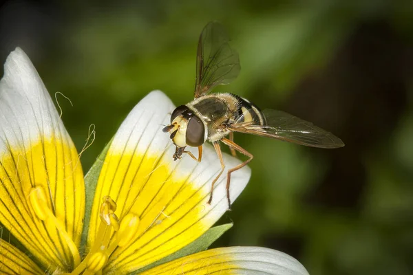 半熟卵の植物の花にハナアブ昆虫 — ストック写真