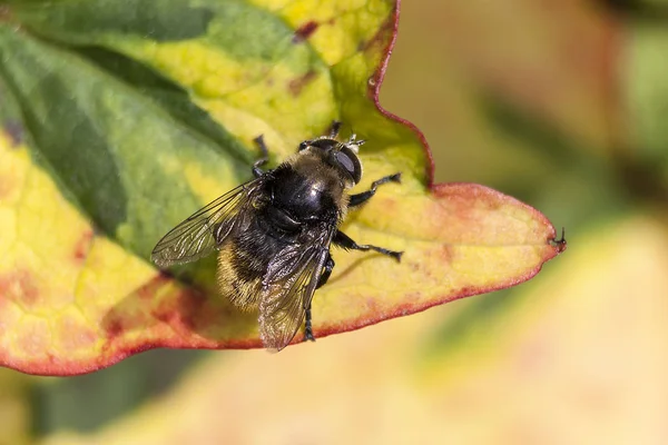 ハーレクイン植物花葉蜂昆虫 — ストック写真