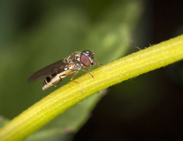 Zweefvliegen Insect Een Steel Van Bloem Van Een Plant — Stockfoto