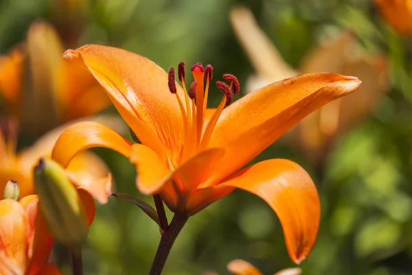 Asiatic lily \'Enchantment\' a spring flowering plant