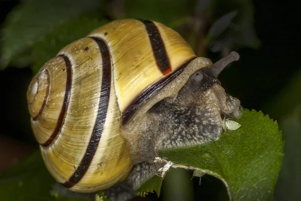 Caracol Jardim Que Inseto Gastrópode Molusco Com Uma Concha — Fotografia de Stock