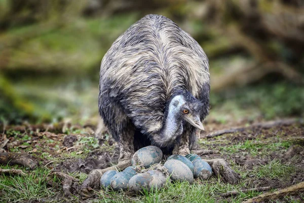 Emu Pássaro Inspecionar Verificar Seus Ovos — Fotografia de Stock