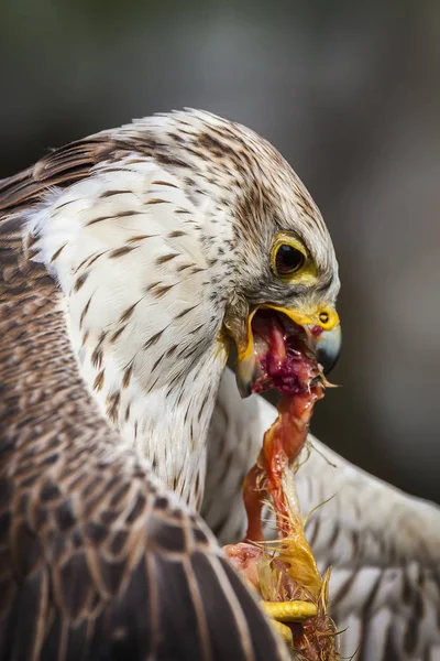 Saker falcon bird of prey eating its kill