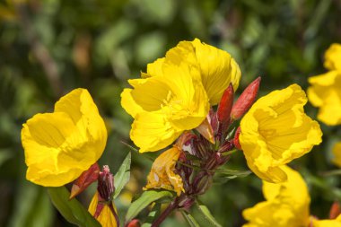 Oenothera 'Imperial Crown' evening primrose bilinen bir sarı otsu ilkbahar yaz çiçek bitki