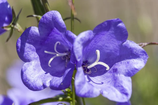 Campanula Persicifollia Telham Güzellik Mavi Otsu Ilkbahar Yaz Çiçek Bitki — Stok fotoğraf