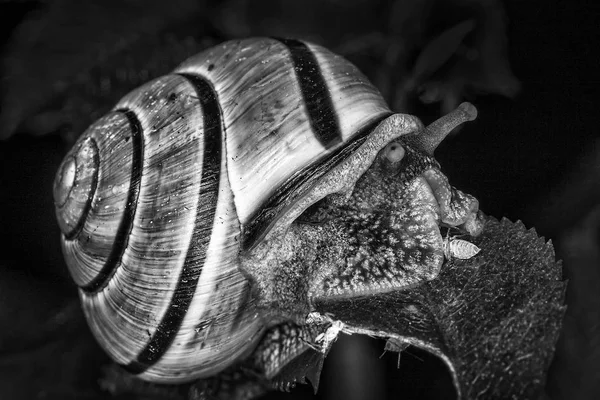 Garden Snail Which Mollusc Gastropod Insect Shell Black White Monochrome — Stock Photo, Image