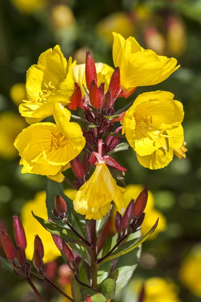 Enotera Crown Imperial Una Pianta Erbacea Gialla Primaverile Estiva Comunemente — Foto Stock