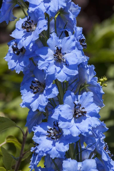 Delphinium Pandora Blue Herbaceous Springtime Summer Flower Plant Commonly Known — Stock Photo, Image