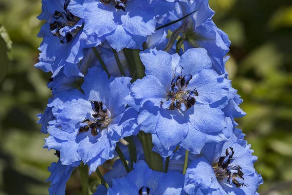 デルフィ ニウム パンドラ 青い草春夏花のラークスパーとしてよく知られている植物します — ストック写真