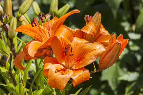 Asiatic Lily Enchantment Spring Flowering Plant — Stock Photo, Image
