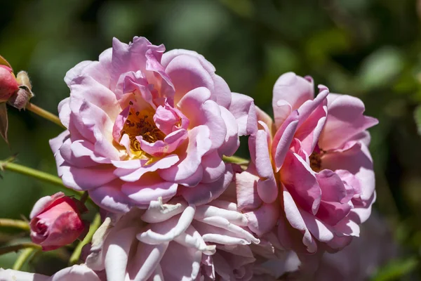 Róża Felicia Wiosenny Kwiat Różowy Wspinaczka Semi Lato Wiecznie Zielony — Zdjęcie stockowe