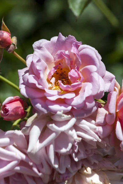 Róża Felicia Wiosenny Kwiat Różowy Wspinaczka Semi Lato Wiecznie Zielony — Zdjęcie stockowe