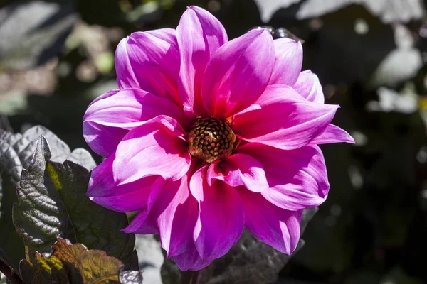 Dahlia Fascination Tuberous Pink Springtime Summer Flower Plant — Stock Photo, Image