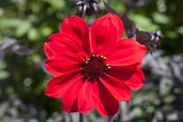 Dahlia Obispo Llandaff Una Planta Flores Verano Primavera Roja Tuberosa — Foto de Stock