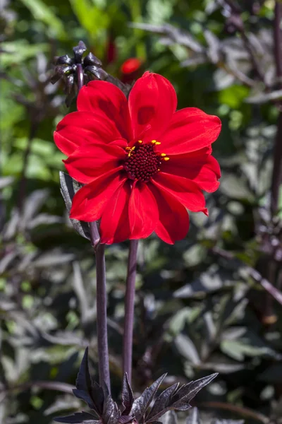 Dahlia Obispo Llandaff Una Planta Flores Verano Primavera Roja Tuberosa — Foto de Stock