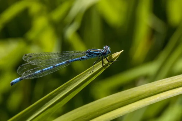 Azure Damselfly Insect Resting Dragonfly Springtime Summer Garden — Stock Photo, Image