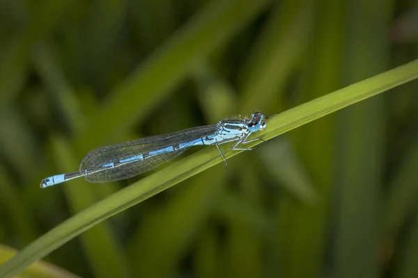 Insecto Damselfly Azul Descansando Jardín Primaveral Verano Libélula — Foto de Stock