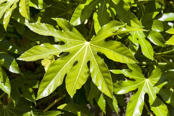 Fatsia Japonica Ένα Πράσινο Φύλλο Ημι Αειθαλής Θάμνος Κοινώς Γνωστό — Φωτογραφία Αρχείου