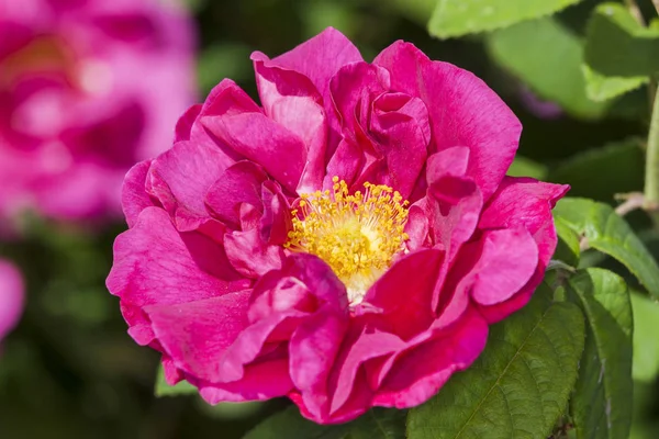 Róża Galica Var Officinalis Wiosna Lato Kwiat Czerwony Krzew Coomonly — Zdjęcie stockowe