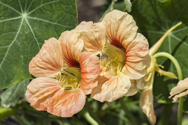 キンレンカまたはキンレンカ春夏花植物 — ストック写真