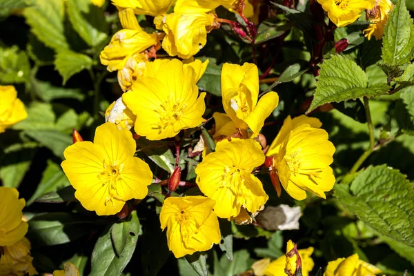 Oenothera 에리카 노란색 달맞이꽃으로 일반적으로 알려진 — 스톡 사진