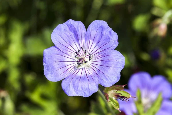 Oxonianum Sardunya Johnson Mavi Otsu Ilkbahar Yaz Çiçek Cranesbill Olarak — Stok fotoğraf