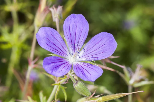 Geranium Nimbus Sininen Ruohokasvi Kevät Kesä Kukka Kasvi Yleisesti Tunnettu — kuvapankkivalokuva