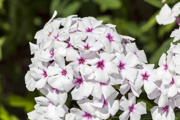 Phlox Paniculata White Eyes Herbaceous Springtime Summer Flower Plant — Stock Photo, Image