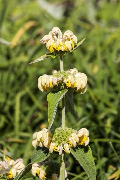 Phlomis Russeliana Keltainen Kevät Kesä Kukka Kasvi Tunnetaan Yleisesti Turkkilainen — kuvapankkivalokuva