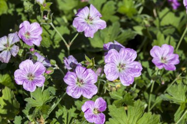 Riversleaianum x Sardunya 'Mavis Simpson' pembe mavi otsu ilkbahar yaz çiçek cranesbill olarak bilinen bitki