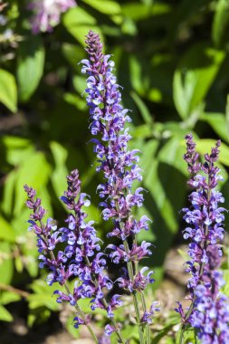 Indigo veya çayır adaçayı bilinen çiçek bitki Salvia pratensis 'Indigo' bir otsu mavi ilkbahar yaz