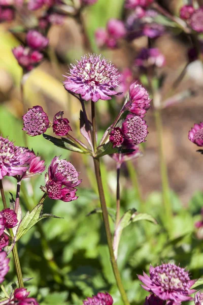 Astrantia Merkittävä Abbey Road Nurmikasvien Monivuotinen Kevät Kesä Kukka Kasvi — kuvapankkivalokuva