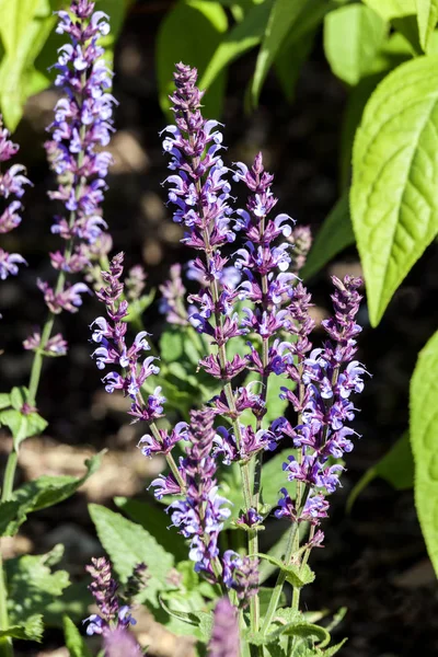 Salvia Pratensis Indigo Herbaceous Blue Springtime Summer Flower Plant Commonly — Stock Photo, Image