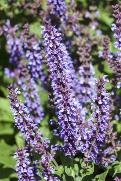 Salvia Pratensis Indigo Una Planta Herbácea Flores Verano Azul Primaveral —  Fotos de Stock