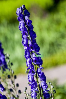 Aconitum 'Newry Blue' mavi otsu ilkbahar yaz çiçek zehirli bitki boğan bilinen