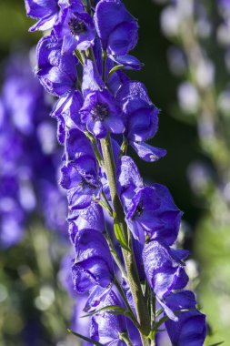Aconitum 'Newry Blue' mavi otsu ilkbahar yaz çiçek zehirli bitki boğan bilinen