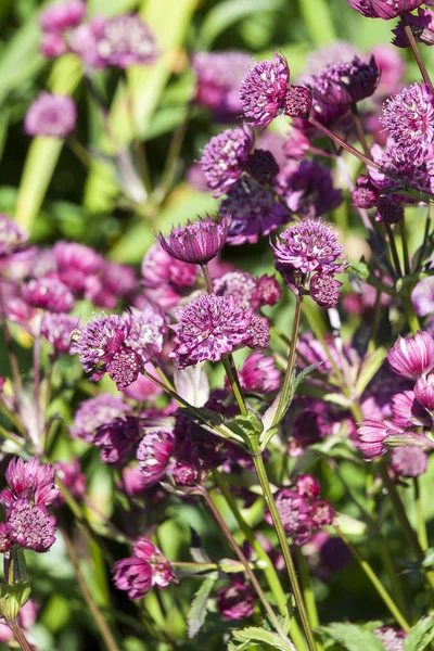 偉大な Masterwort としてよく知られている主要な アビーロード 多年生草本の春夏の花を植えるアストランティア — ストック写真