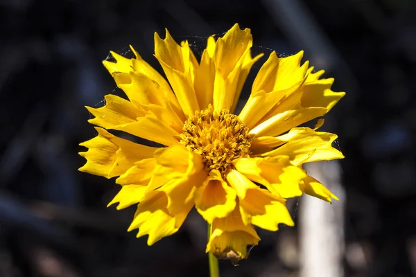 Coreopsis Jethro Tull Uma Primavera Verão Outono Amarelo Planta Flor — Fotografia de Stock