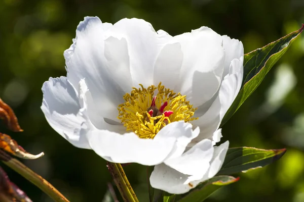 Peony \'White Wings\' a springtime summer white flower plant