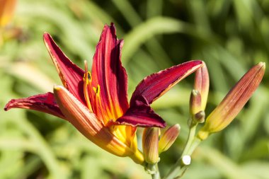 Coğrafyada 'Stafford' daylily bilinen bir bahar bitki