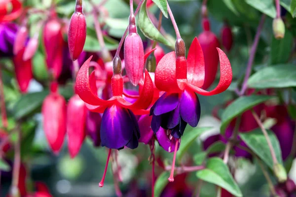 Fuchsia Charming Spring Summer Flowering Plant — Stock Photo, Image