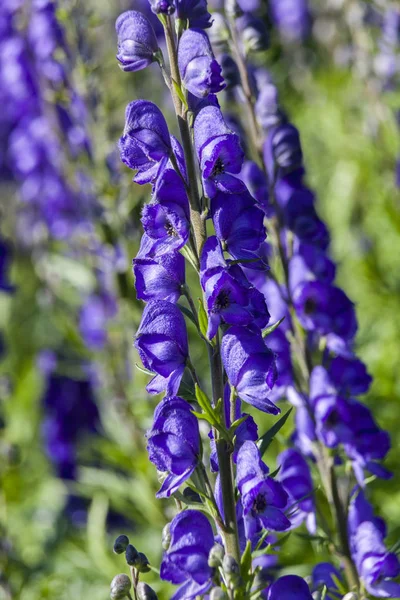 Aconitum 'Newry Blue' mavi otsu ilkbahar yaz çiçek zehirli bitki boğan bilinen