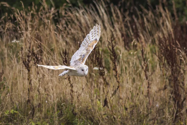 Schleiereule Mit Ausgebreiteten Flügeln Fliegt Tief Durch Grasland — Stockfoto